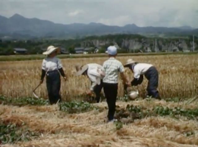 taro_tea_japan_640w474h.jpg